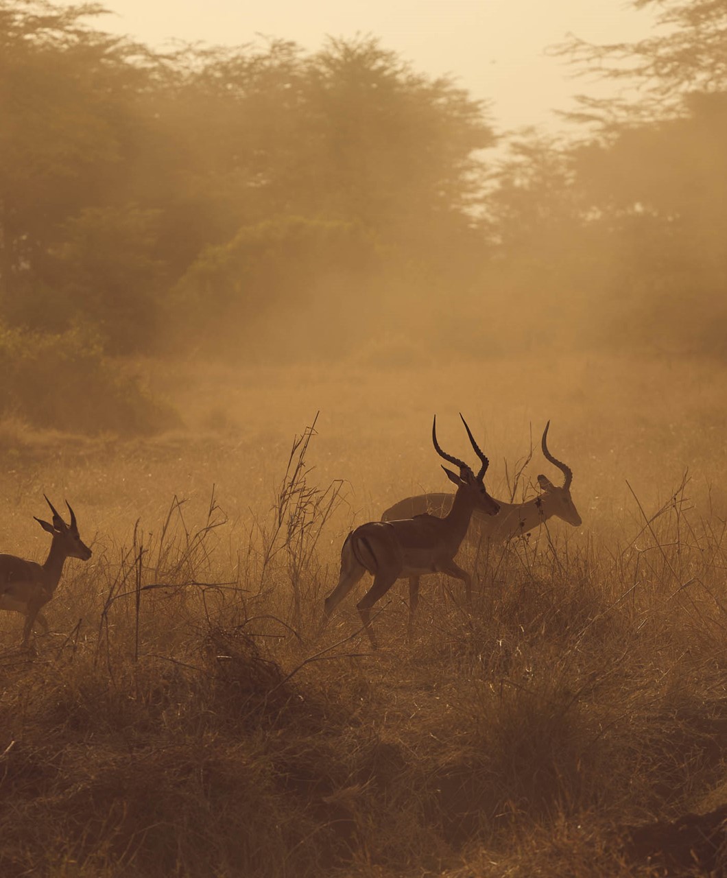 Text + image - Results and legacy